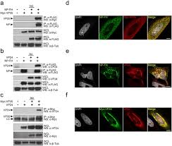 Other than that, no interactions at all. Ebola Virus Vp24 Interacts With Np To Facilitate Nucleocapsid Assembly And Genome Packaging Scientific Reports