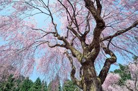 I've planted them out and they've actually shown a large amount of new growth. The Basics Of Growing Weeping Cherry Trees Happy Knits