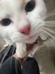 Found Cat with Orange Tail in Machesney Park Area