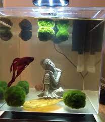 The tetra crescent tank has a simple but 'modern' and neat design. 27 Small Fish Tank Ideas Complement Your Home