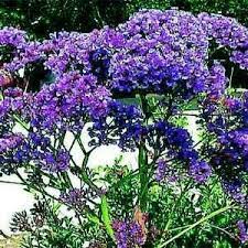 Statice Seeds Blue Statice Flower Seed Flower Seeds Plants Purple Flowers