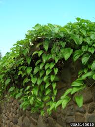 Image result for Dioscorea alata