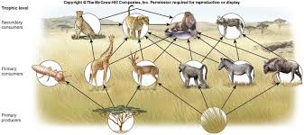 African Grasslands Food Web Google Search Food Web Biomes Food Chain