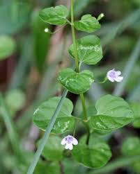 Image result for Clinopodium simense