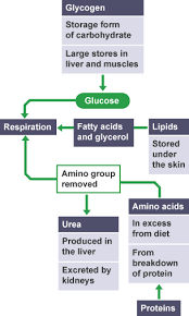 Learn About And Revise Respiration With Bbc Bitesize For Gcse Biology Ocr Gate Photosynthesis And Cellular Respiration Gcse Chemistry Photosynthesis Worksheet