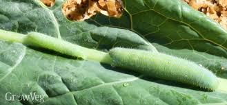 Check to be sure any new plant you buy is not infested; What S That Bug How To Identify The Insects In Your Garden