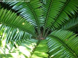 Image result for Encephalartos senticosus