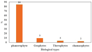 Image result for Dewevrella cochliostema