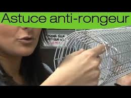 Comment Eloigner Les Lapins De Son Jardin Youtube