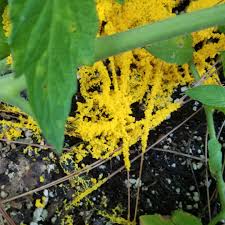 Is Variegated Ginger Poisonous To Dogs 2024 | Www.Lessisless.It