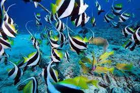 Subscribe to our e … Who Are The Schooling Bannerfish Scuba Center Asia
