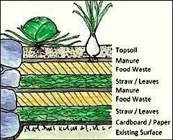 Lasagne Gardening Google Search Lasagna Gardening Organic Gardening Lasagna