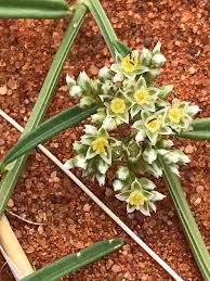 Image result for Limeum sulcatum