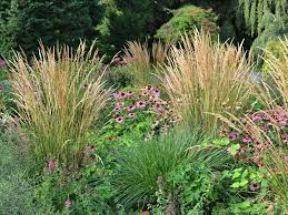 Reitgras Calamagrostis Acutiflora Karl Forster Ziergras Garten Reitgras Karl Forster Sandrohr Pflege Schnitt Vermeh Plants Grasses Garden Herbaceous Perennials