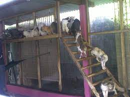 Sebenarnya saya hanya masukkan video tersebut dalam whatsapp group. Awas Pusat Jagaan Kucing Omiey Home Scam Duit Dengan Manipulasi Gambar Dan Info Biar Betul Wanista Com