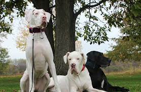 How big are great dane puppies? Great Dane Rescue Home