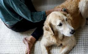 If your vet says that everything is alright, you can start to get the supplies you need. Lumps Bumps And Skin Tags On Dogs Argos Pet Insurance