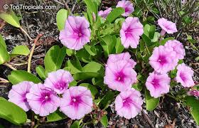 Image result for Ipomoea pes-caprae