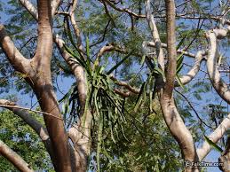 Dragon fruits are low in calories and the trees need more light to grow long. Dragon Fruit Pitahaya Thailand Falktime