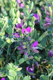 Image result for Polygala arenaria