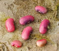 Image result for Phaseolus coccineus