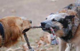 Here are a few ideas for simple yet effective diy dog puzzles and toys that can help keep your bored pooch stimulated and entertained. 17 Diy Dog Toys How To Make Fun Safe Toys From Things In Your House Care Com