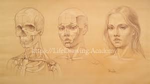Head And Face Proportions Life Drawing Academy