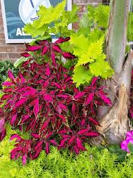 Image result for Coleus welwitschii