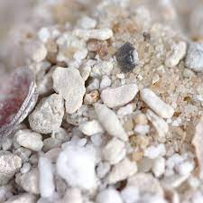 Deluxe Mexican Butterwort Potting Mix With Crushed Coral Curious Plant Carnivorous Plants Plant Sale Potting Soil