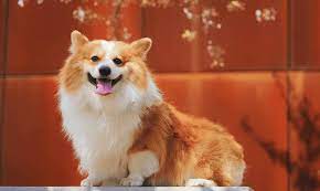My dog ate a small slice of chocolate cake about a day ago and he has just been a little sick, will he be ok. My Dog Won T Eat Common Causes And Best Solutions Azestfor