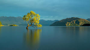 Download, share or upload your own one! Wanaka Tree 4k Wallpaper