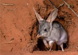 An act declared in the 1945 constitution as chapter 8, article 131, clause 1 that every citizen has the right for education. In Australia A Bold Effort To Teach Rare Animals To Fear Cats Science