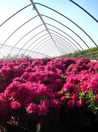 Image result for Whitfieldia brazzae