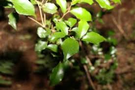 Image result for Scolopia zeyheri