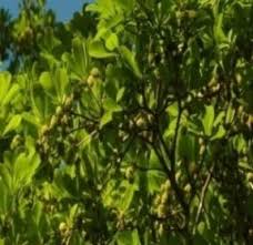 Image result for Strephonema sericeum