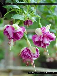 Alison Woods Double Upright Fuchsia Garden Beautiful Gardens Fuchsia Flower