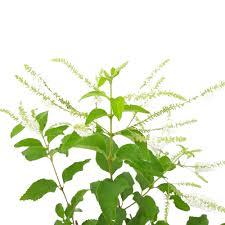 Image result for Lannea virgata