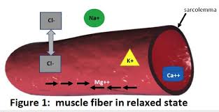 Muscle relaxants are used to relieve muscle spasms which may result from some conditions which affect the nervous system. The Essential Role Of Electrolytes In Skeletal Muscle Contraction More Than Just Cramp Prevention
