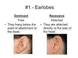 1 Earlobes Dominant Free Ppt Video Online Download