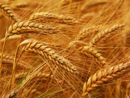 Working for a sustainable and secure #futureoffood for all. Beyond Food Security The Challenges For The Next Fao Director General Ispi