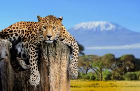 With time, you are bound to reap very good rewards from this trait. Jaguar Spirit Animal Spirit Animal Info