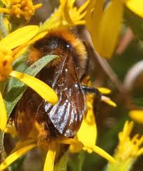 Image result for Bombus campestris