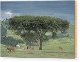 Image result for Acacia abyssinica