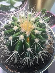 Let us know in the comments. What Is This Orange Spot On My Golden Barrel Cactus