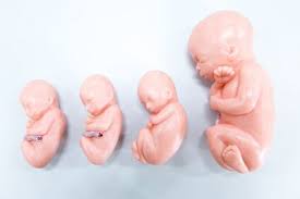Ein herkömmlicher schwangerschaftstest liefert erst ab dem tag, an dem bluttest: Schwangerschaftsdrittel Schwangerschaft Schwangerschaft Geburt Frauenarzte Im Netz Ihr Portal Fur Frauengesundheit Und Frauenheilkunde