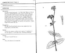 Image result for Ageratum conyzoides