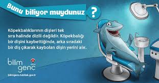 Kopek Baliklarinin Disleri Dis Kopek Balik