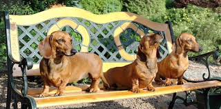 If you would like us to add you to the list simply post your organizations details in the comments box below. All Texas Dachshund Rescue Atdr Home Facebook