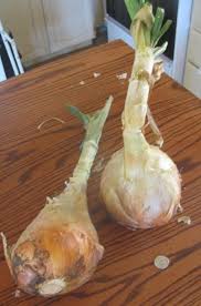 Seven Easy Things to Do With a Gigantic Onion