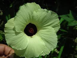 Image result for Hibiscus vitifolius